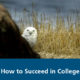 Photograph of a snowy owl on the beach. Cover for the course titled "How to Succeed in College".