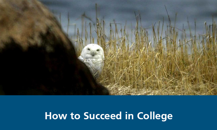 Photograph of a snowy owl on the beach. Cover for the course titled "How to Succeed in College".