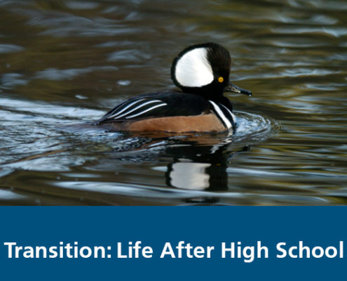 Cover image for Transition: Life After Highschool online course