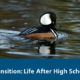 Cover image for Transition: Life After Highschool online course